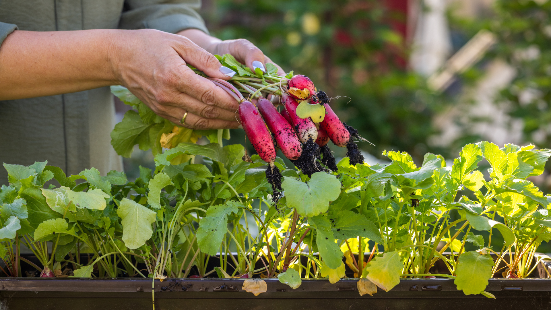 Fresh radishes harvested from a small-space container garden